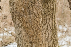 Bark-of-mature-Box-elder-tree