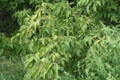 Box-elder-Plant-growing-wild