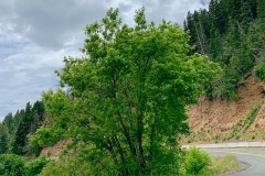 Box-elder-Tree