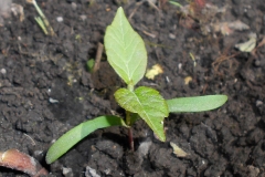 Box-elder-sapling