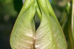 Closer-view-of-immature-fruit-of-Box-elder