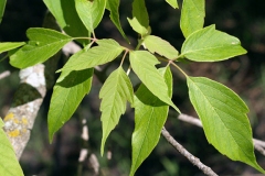 Leaves-of-Box-elder