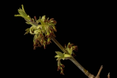 Male-flower-cluster-of-Box-elder