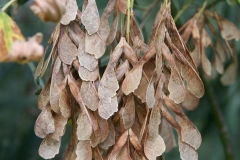 Mature-fruits-of-Box-elder