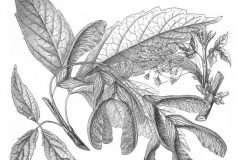 Sketch-of-Box-elder