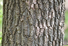 Trunk-of-Box-elder
