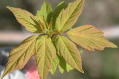 Young-leaves-of-Box-elder