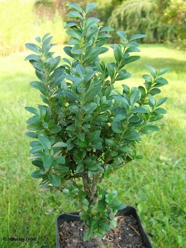 Small-Boxwood-herb