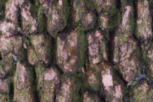 Bark-of-Boxwood-herb