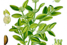 Boxwood-Herb-Illustration