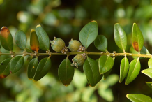 Boxwood-fruit-on-the-plant