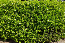 Boxwood-herb