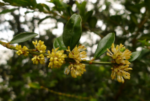 Flower-of-boxwood-herb