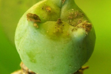 Fruit-of-Boxwood-herb