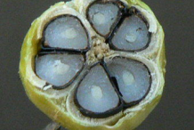 Half-cut-Boxwood-fruit