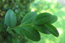 Leaf-of-Boxwood-herb