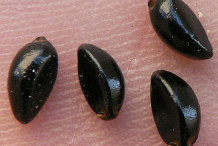 Seed-of-Boxwood-herb