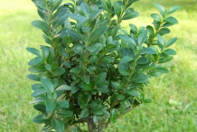 Small-Boxwood-herb