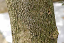 Stem-of-Boxwood-plant