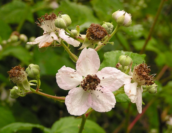Boysenberry-close-up-flowers