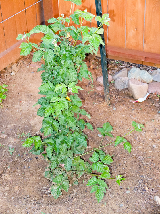 Boysenberry-plant