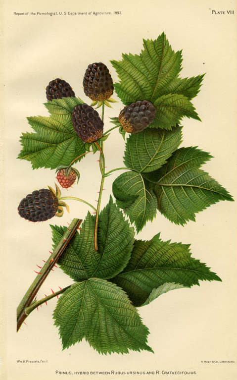 Illustration-of-Boysenberry-plant