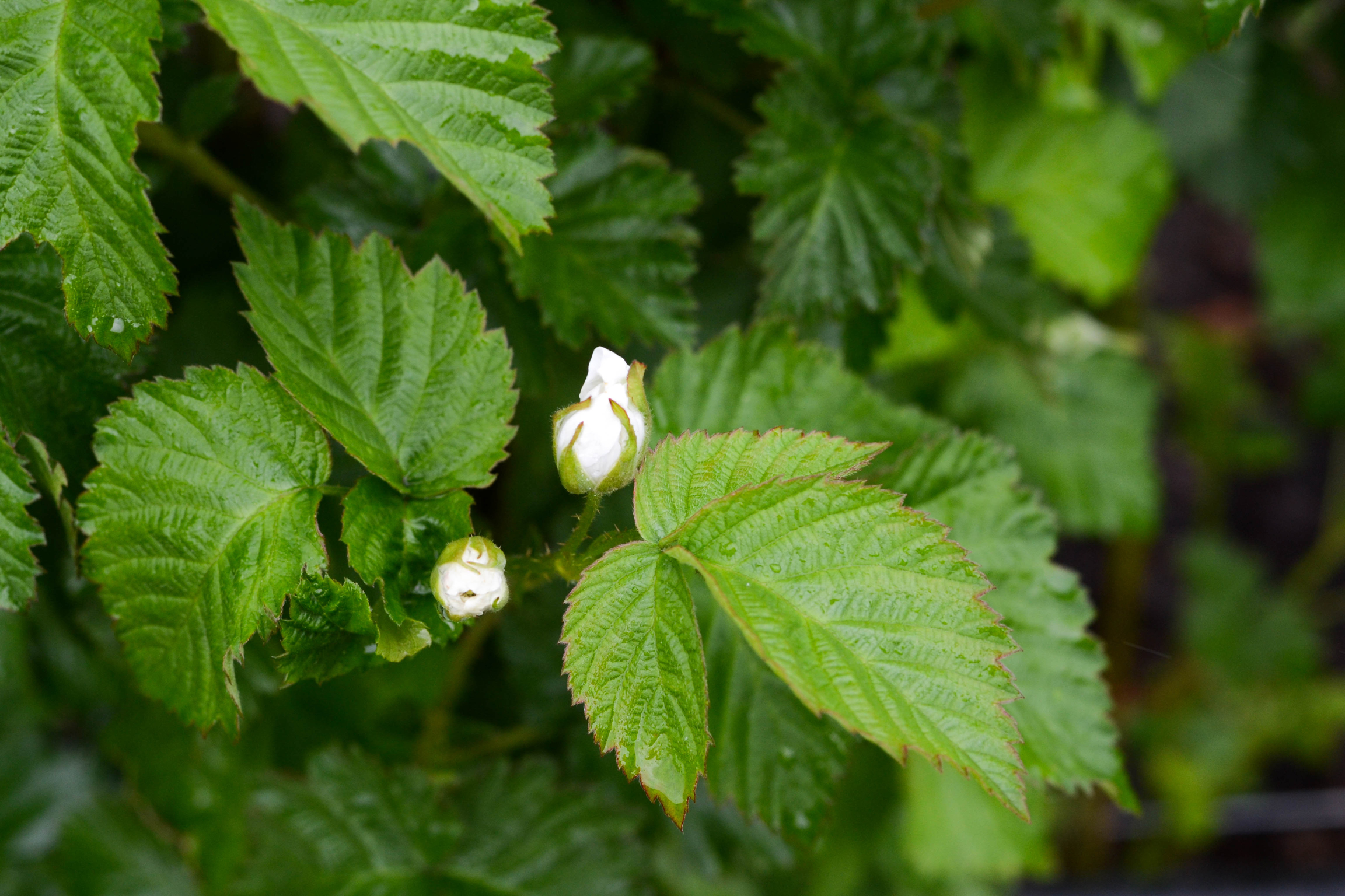 Leaves-and-Bud-of-Boysenberry