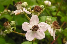 Boysenberry-close-up-flowers