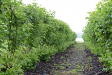 Boysenberry-farm