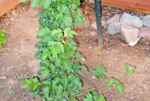 Boysenberry-plant