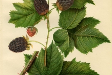 Illustration-of-Boysenberry-plant