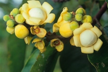 Brazil-nut-flowers