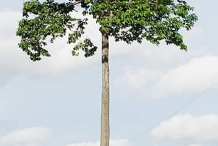 Brazil-nut-tree