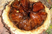 Brazil-nuts-inside-the-fruit
