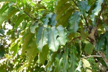 Leaves-of-Brazil-nut