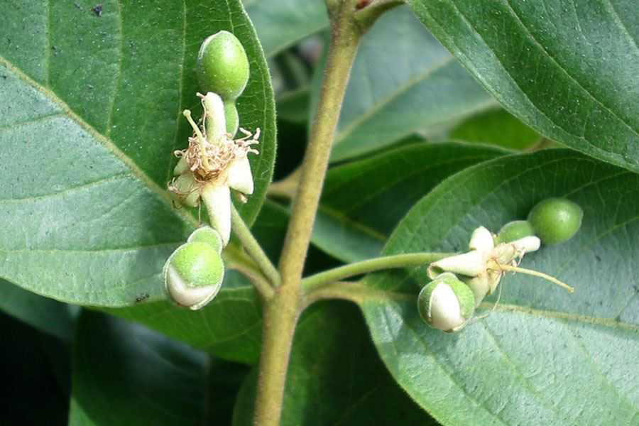 Flower-and-flowering-buds-of-Brazilian-guava