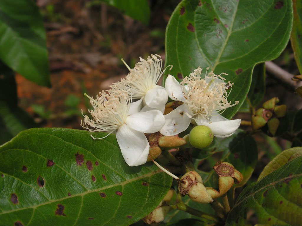 Flower-of-Brazilian-guava