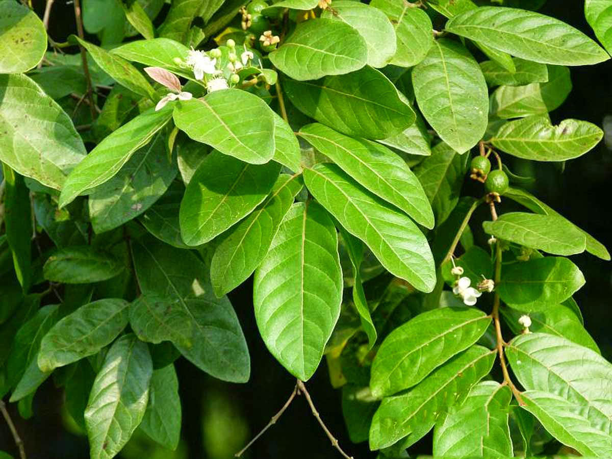 Leaves-of-Brazilian-guava