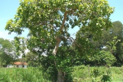 Brazilian-guava-plant