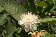 Closer-view-of-Flower-of-Brazilian-guava