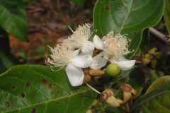 Flower-of-Brazilian-guava