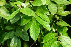 Leaves-of-Brazilian-guava