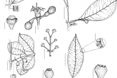 Plant-Illustration-of-Brazilian-guava