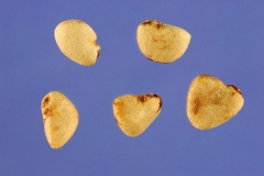 Seeds-of-Brazilian-guava