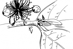Sketch-of-Brazilian-guava