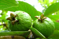 Unripe-Brazilian-guava