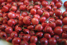 Brazilian-Pepper-Fruits-Collected