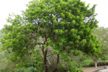 Brazilian-Pepper-Tree