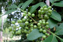 Closer-view-of-the-unripe-fruit