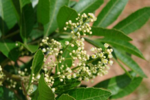 Flower-of-Brazilian-Pepper-Tree
